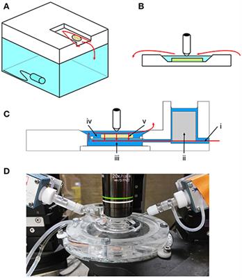 A New Approach of Modified Submerged Patch Clamp Recording Reveals Interneuronal Dynamics during Epileptiform Oscillations